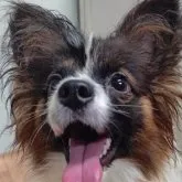 パピヨン【千葉県・男の子・2022年11月16日・レッドセーブル☆】の写真1「ロッテコアラのマーチのように可愛いすぎる幸くん。癒し系です。」