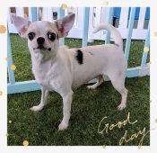 チワワ(スムース)【・女の子・2021年11月4日・白黒】「スタイルも抜群！！」