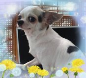 チワワ(スムース)【・女の子・2021年11月4日・白黒】「脱走をして、自分からこのボックスに入りました♡（笑）キャラも最高です！♡」