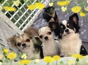 チワワ(スムース)【・女の子・2021年11月4日・白黒】「私の大好きな基礎の家系です♡とっても可愛くて美人さん♡飼い主に忠実で食いしん坊で面白い性格」