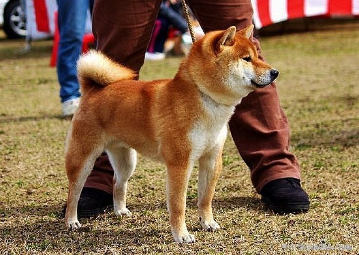 鈴木　昭子(すずき　あきこ)ブリーダー(香川県・柴犬・日本犬保存会登録)の紹介写真2