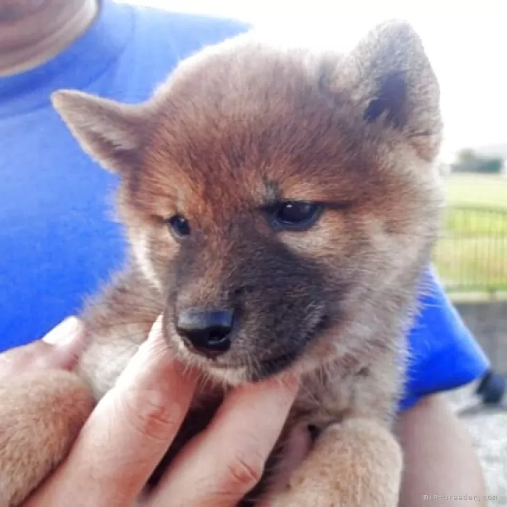 ID:2508-00470の子犬