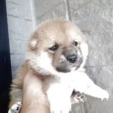 柴犬(標準サイズ)