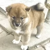 柴犬(標準サイズ)