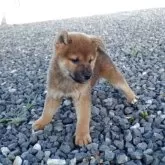 柴犬(標準サイズ)