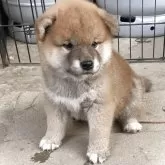 柴犬(標準サイズ)