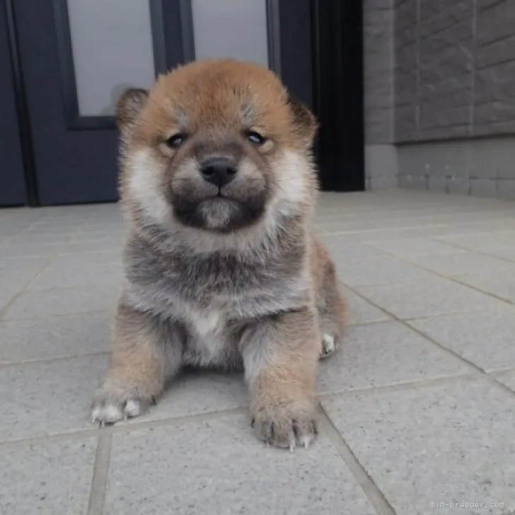 まさはなチャンママ 様のお迎えした子犬