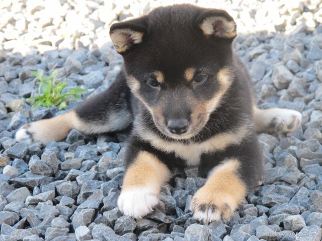 柴犬 香川県 女の子 21年8月9日 黒 可愛い黒柴の女の子 みんなのブリーダー 子犬id 2108