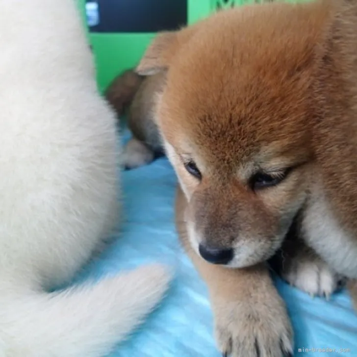 シュウ 様のお迎えした子犬