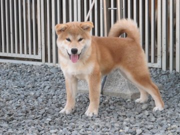 柴犬(標準サイズ)【香川県・男の子・2019年7月21日・赤】の写真「立派な柴犬です」