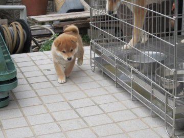 柴犬(標準サイズ)【香川県・男の子・2019年11月3日・赤】の写真「柴犬専門犬舎です」