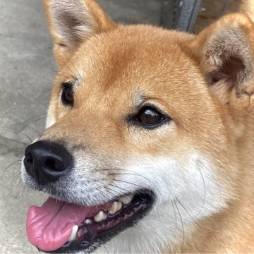 柴犬(標準サイズ)【香川県・男の子・2023年9月17日・赤】の写真「元気な赤柴の男の子」