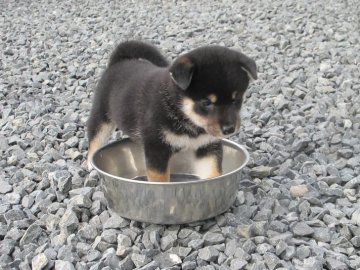 柴犬(標準サイズ)【香川県・男の子・2020年8月5日・黒】の写真「可愛い黒柴」