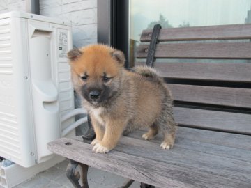 柴犬(標準サイズ)【香川県・男の子・2016年8月26日・赤】の写真「良血統の子犬」