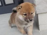 柴犬(標準サイズ)【香川県・女の子・2023年10月13日・赤】の写真3