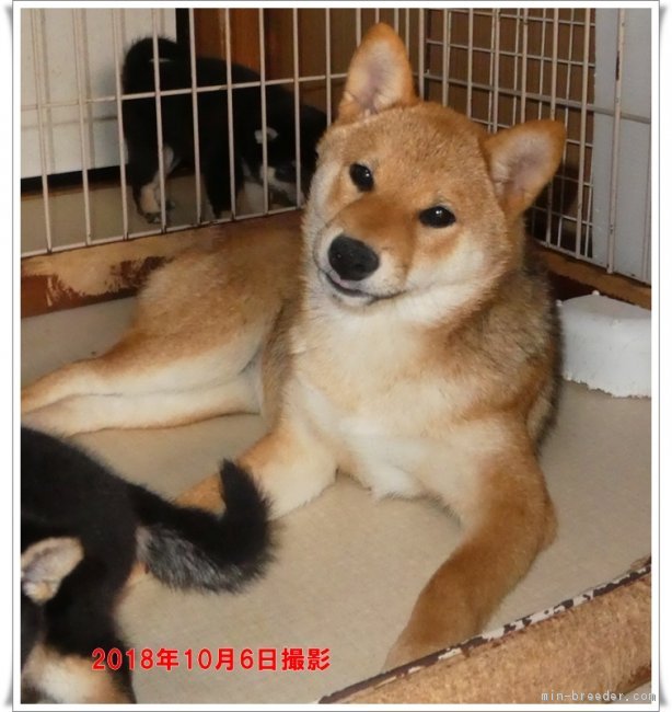 柴犬 長崎県 女の子 18年5月25日 赤 濃い赤毛の美人の女の子 みんなのブリーダー 子犬id 1808 柴犬 長崎県 女の子 18年5月25日 赤 濃い赤毛の美人の女の子 みんなのブリーダー 子犬id 1808