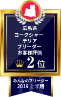 みんなのヨークシャーテリア(ヨーキー)ブリーダー
