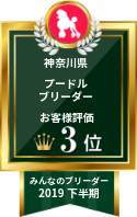 みんなのブリーダー プードル部門 2019年下半期