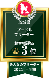 みんなのブリーダー プードル部門 2021年上半期