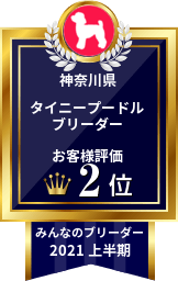 みんなのブリーダー タイニープードル部門 2021年上半期