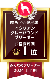 みんなのブリーダー イタリアングレーハウンド部門 2024年上半期