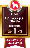 みんなのブリーダー タイニープードル部門 2025年上半期