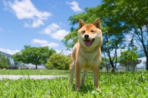 柴犬の子犬を探す 専門ブリーダー直販の子犬販売 みんなのブリーダー