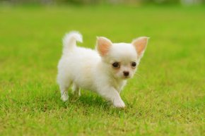 みんなのブリーダー 優良ブリーダー直販の子犬販売サイト