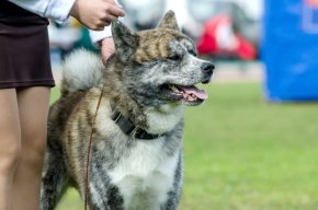 秋田犬の子犬を探す 専門ブリーダー直販の子犬販売 みんなのブリーダー