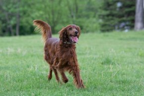 アイリッシュセッターの子犬を探す 専門ブリーダー直販の子犬販売 みんなのブリーダー