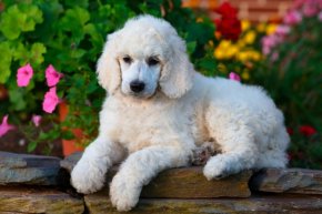 島根県のスタンダードプードルの子犬を探す 専門ブリーダー直販の子犬販売 みんなのブリーダー