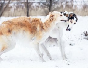 ボルゾイの子犬を探す 専門ブリーダー直販の子犬販売 みんなのブリーダー