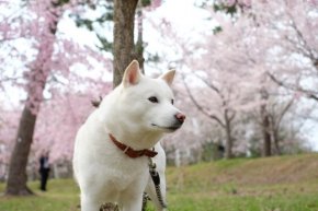 岩手県の北海道犬の子犬を探す 専門ブリーダー直販の子犬販売 みんなのブリーダー