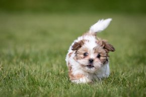 シーズーの子犬を探す 専門ブリーダー直販の子犬販売 みんなのブリーダー