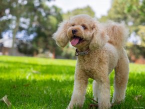 トイプードルの子犬を探す 専門ブリーダー直販の子犬販売 みんなのブリーダー