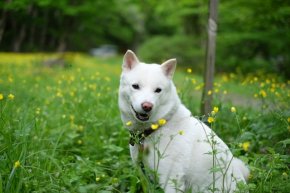 岩手県の北海道犬の子犬を探す 専門ブリーダー直販の子犬販売 みんなのブリーダー