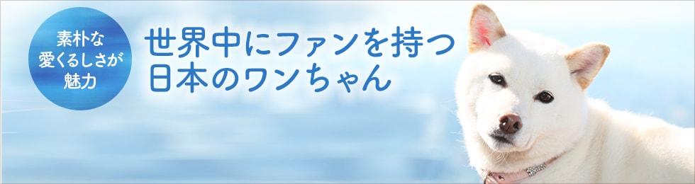 日本犬ならではの魅力がいっぱい