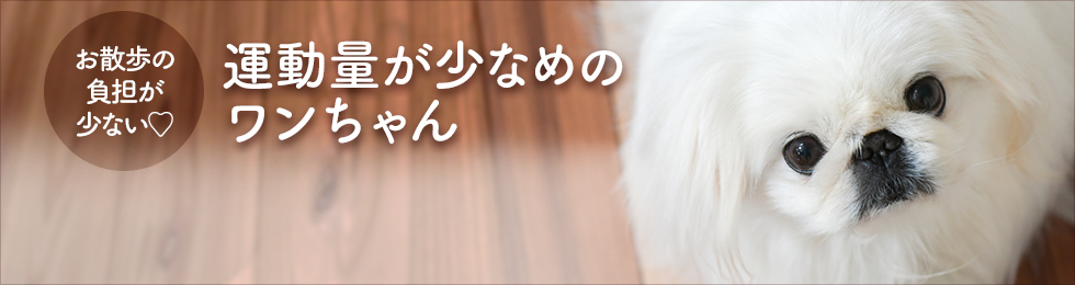 運動量が少なめのワンちゃんを探す