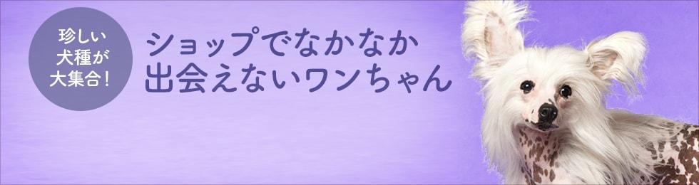 レアな犬種をお探しなら