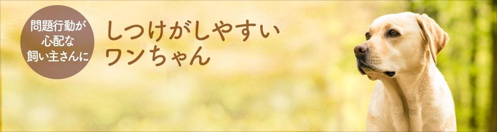 しつけがしやすいワンちゃんを探す
