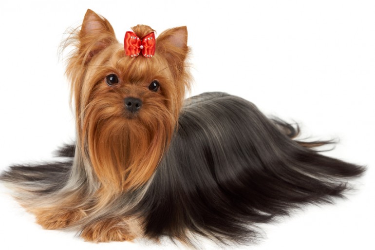 抜け毛も少ない ヨークシャーテリア ヨーキー のカット 料金 頻度について みんなのブリーダー 抜け毛も少ない ヨークシャーテリア ヨーキー のカット 料金 頻度について みんなのブリーダー