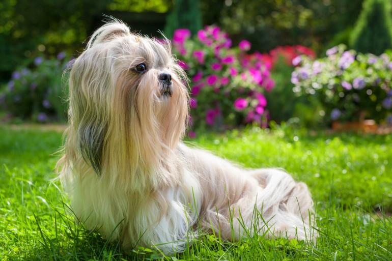 中国の宮廷で愛された犬 シーズーの性格とその歴史って みんなのブリーダー