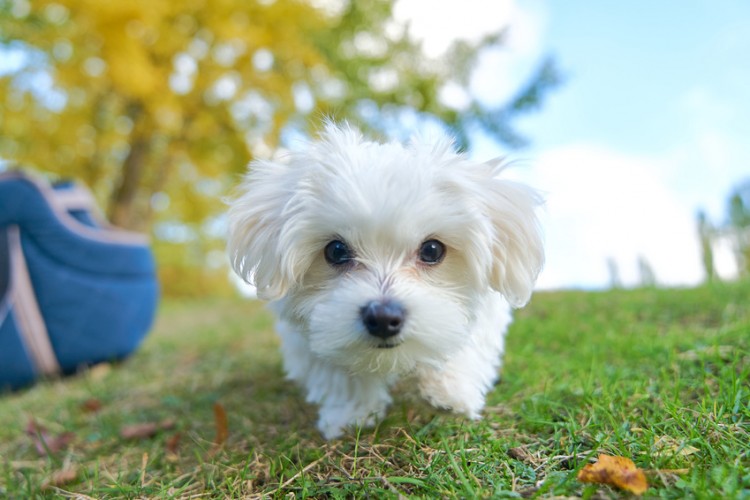 どんなお世話をしたらいい マルチーズの飼い方のポイントが知りたい みんなのブリーダー