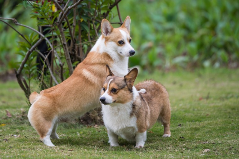 コーギーには本当はしっぽがある かわいい コギケツ について知っておきたいこと みんなのブリーダー