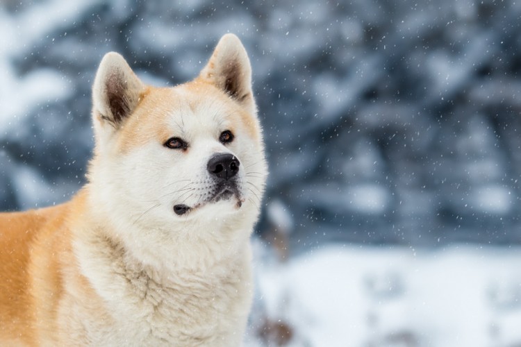 秋田犬の毛色の種類は ムク毛ってなに 秋田犬の特徴と価格相場について みんなのブリーダー