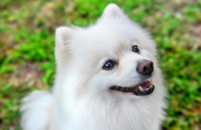 高齢犬のお世話 老犬期を迎えたポメラニアンの世話を知ろう みんなのブリーダー