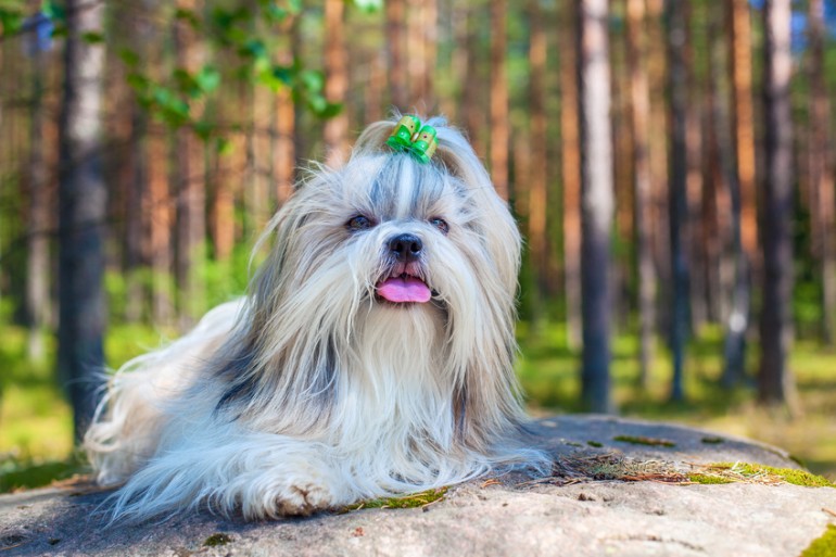 あなたの愛犬は大丈夫 寒さに強いといわれるシーズーの寒さ対策と注意点 みんなのブリーダー