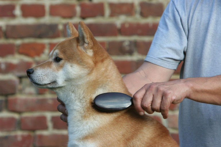 柴犬は抜け毛が多い 知っておきたい柴犬の抜け毛の対策 みんなのブリーダー