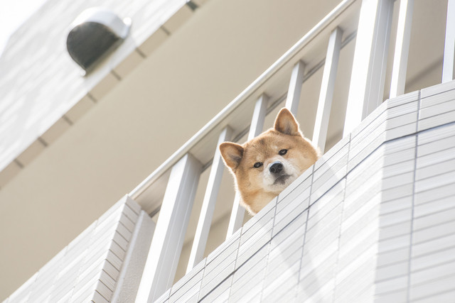 マンションやアパートで犬を飼うために 必要な手続きや注意点 みんなのブリーダー