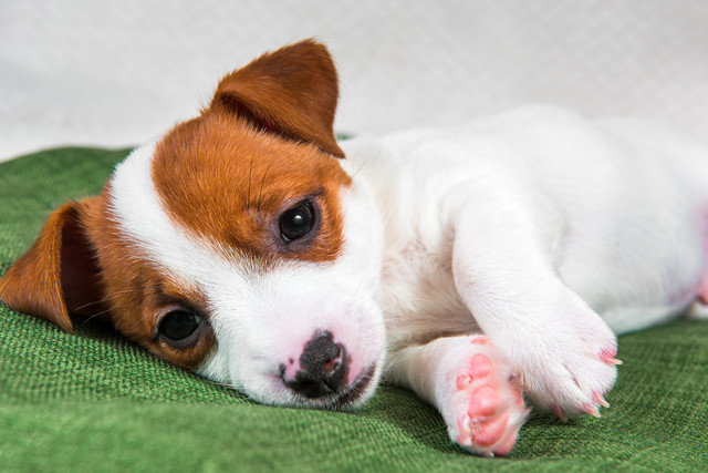 横になる子犬